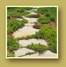 Gorgeous flagstone walkway grows thyme and irish moss in the cracks